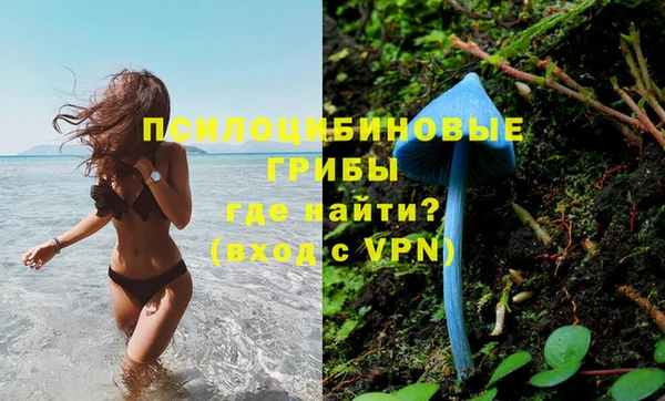 стаф Богданович